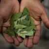 Coca Leaves for Altitude Sickness: Natural Relief in the Andes
