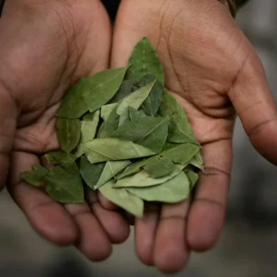 Coca Leaves for Altitude Sickness: Natural Relief in the Andes Coca Leaves for Altitude Sickness: Natural Relief in the Andes