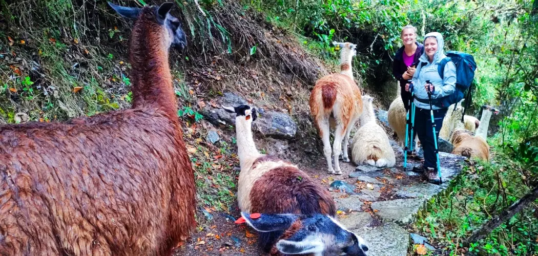 Salkantay Trail