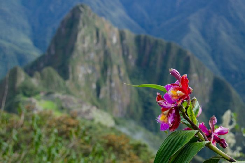 Wildlife In Machu Picchu