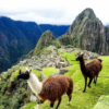 Wildlife in Machu Picchu: Animals You Can See in the Sanctuary